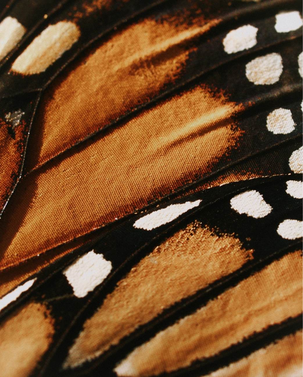Fresh local ingredients for traditional mezcal production Michoacan Mexico