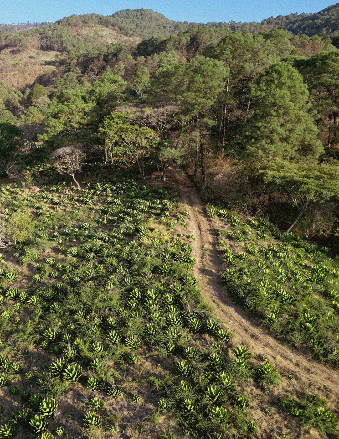 Wild agave landscape Michoacan Mexico traditional mezcal terroir